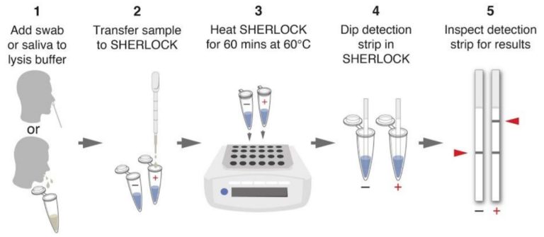 Covid Rapid Test Using Crispr Hybridetect