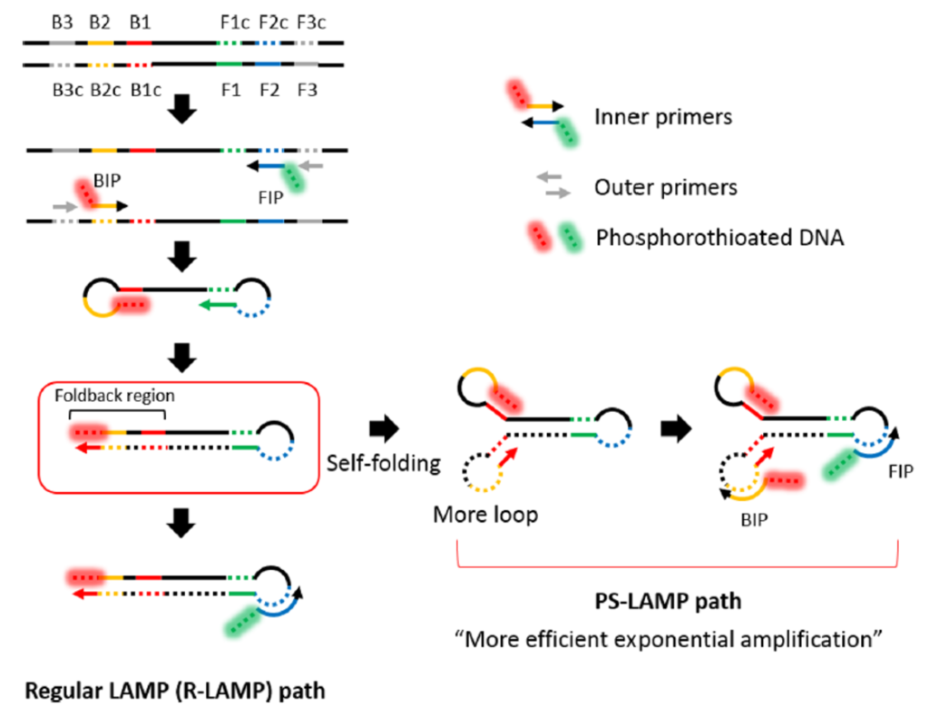 Loop Mediated Isothermal Amplification (LAMP) - Lateral Flow