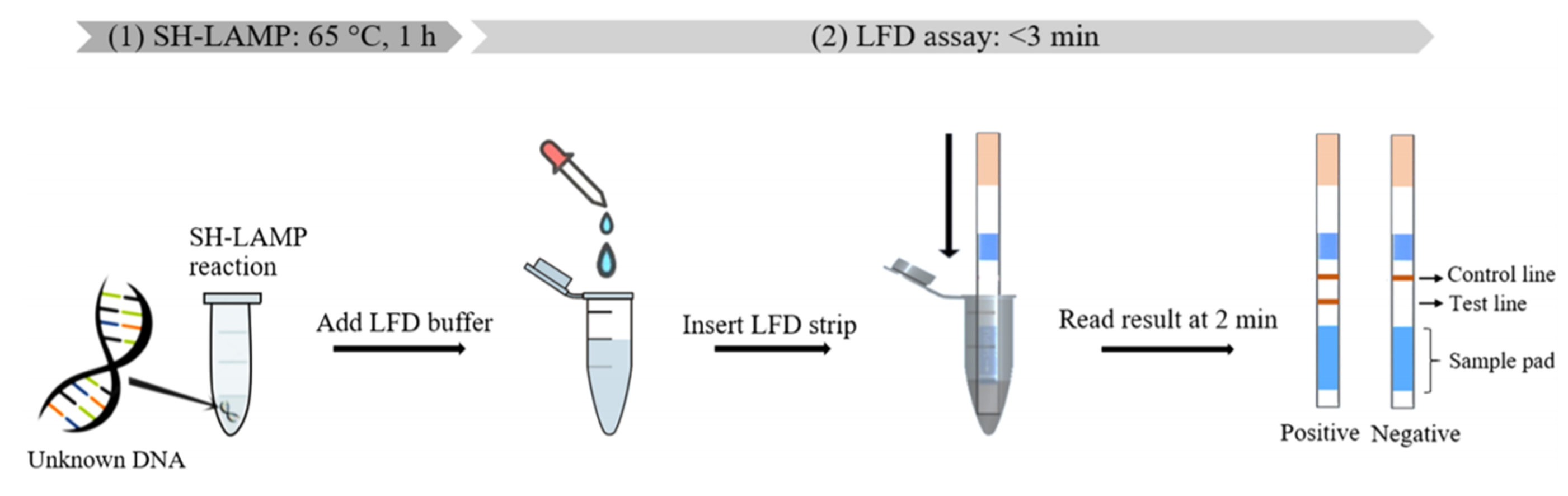 Loop Mediated Isothermal Amplification And Lateral Flow Tips And Tricks