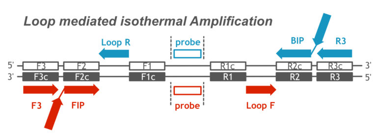 Loop Mediated Isothermal Amplification And Lateral Flow 7359