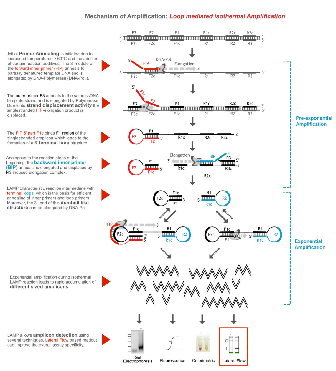 Loop mediated isothermal Amplification & Lateral Flow