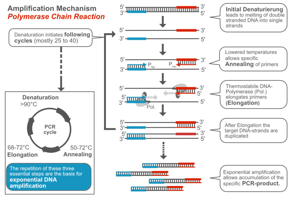 Polymerase Chain Reaction & Lateral Flow