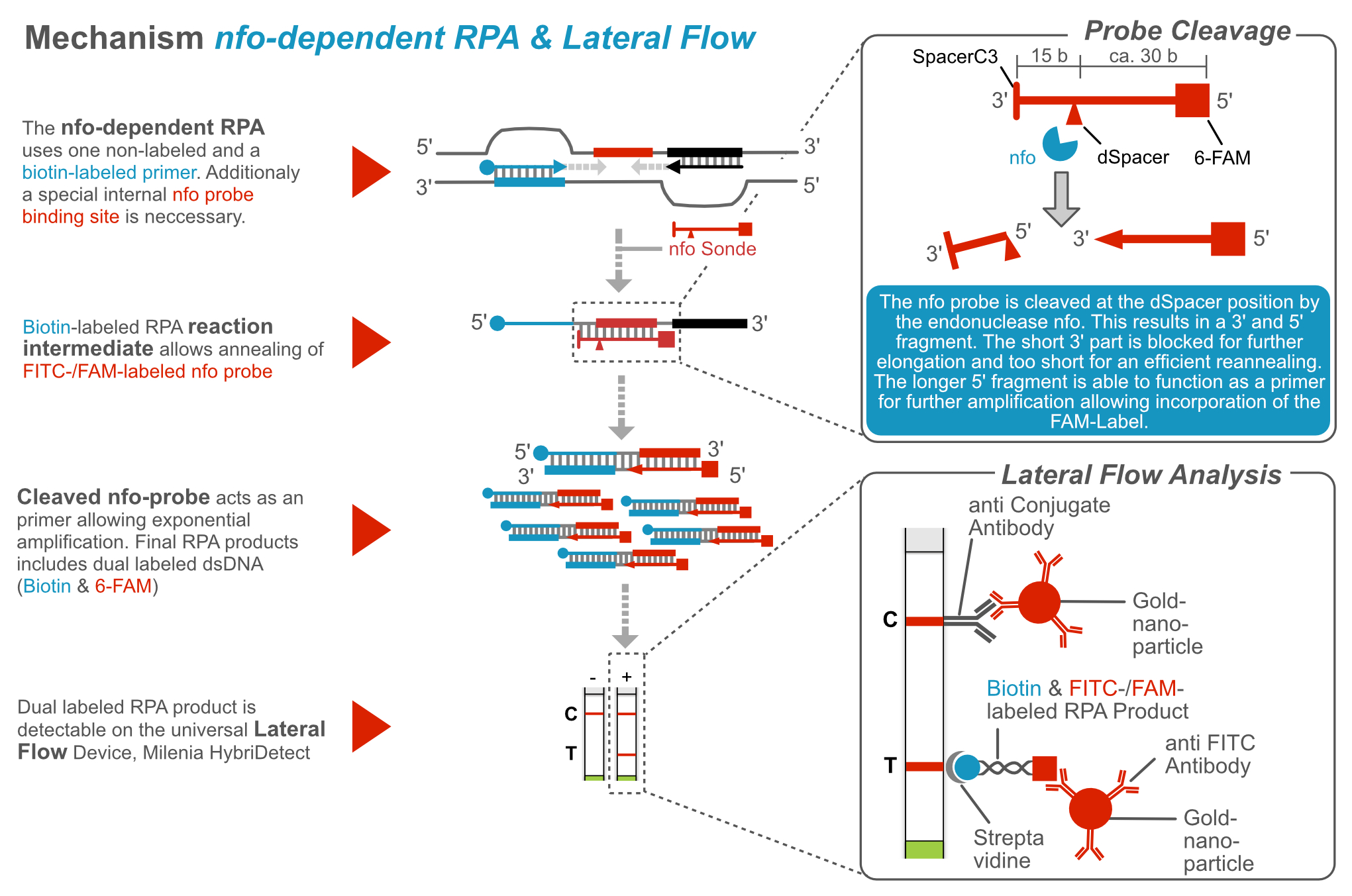 Recombinase Polymerase Amplification & Lateral Flow