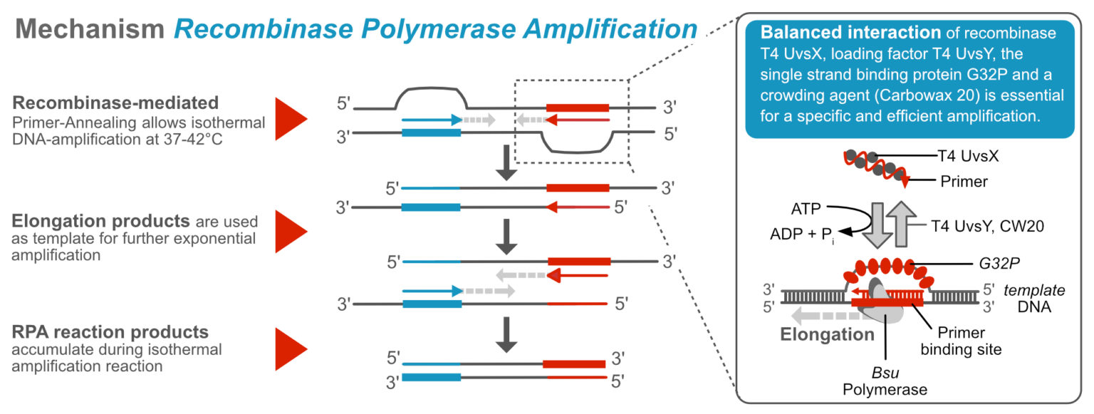 Recombinase Polymerase Amplification And Lateral Flow 이앤씨바이오